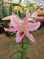 [4356 Chelsea DJ No102.JPG]